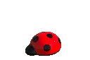 little_ladybug_waterspout-2-v1.webp